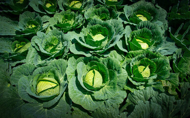 Landscape image of a freshly growing cabbage in the garden at daytime.