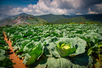 Landscape image of a freshly growing cabbage in the garden at daytime.