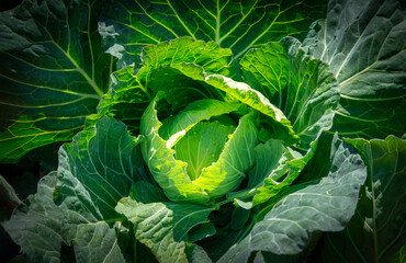 Landscape image of a freshly growing cabbage in the garden at daytime.