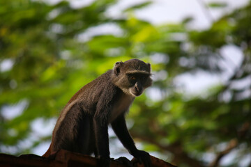 Obraz premium The Sykes' monkey (Cercopithecus albogularis), also known as the white-throated monkey or Samango monkey, is a monkey found in Africa, nature background or animal wallpaper