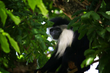 Obraz premium A black and white colobus monkey (Colobus angolensis) resting in a tree in Kenya, nature background or animal wallpaper