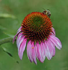 Bee sits on the coneflower and drinks nectar