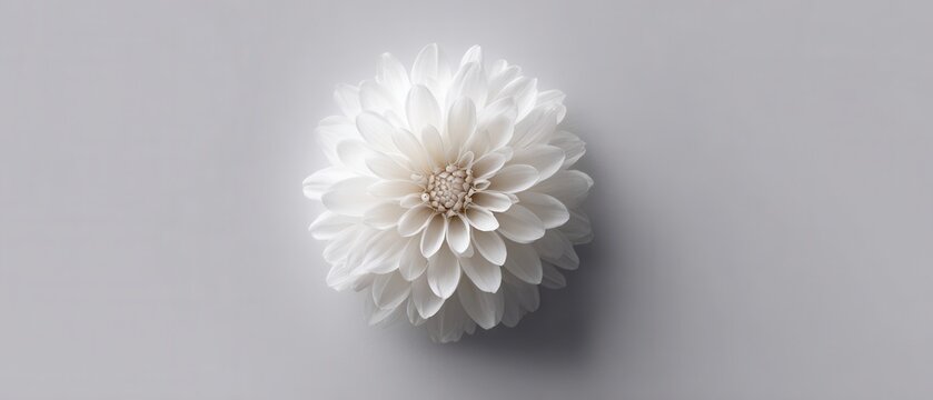 Minimalist Polypetalous Flower in Soft White Tones on Neutral Background