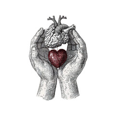 Human Heart in Hands with Anatomical Detail in Monochrome with Red Accent in Vintage Illustration Style for Medical Awareness