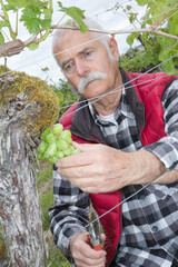 Fototapeta premium worker of the vineyard harvesting grapes