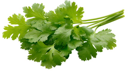 Fresh cilantro leaves isolated on transparent background for culinary use