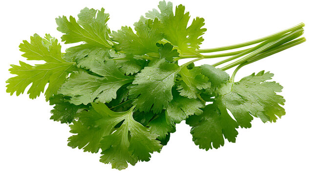 Fresh cilantro leaves isolated on transparent background for culinary use