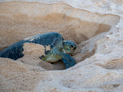 A green sea turtle (Chelonia mydas) in the Ras Al-Jinz turtle sanctuary near Sur in Oman.