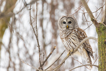 barred owl (Strix varia) in winter