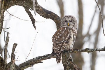 barred owl (Strix varia) in winter