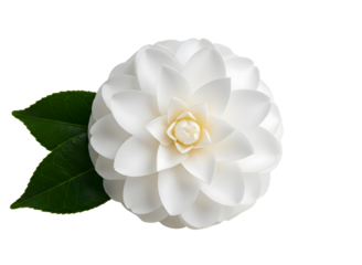 White camellia flower isolated on transparent background