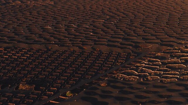 Aerial view of La Geria, Lanzarote, Canary Islands, with semicircular stone walls, circular pits in black ash, long shadows, and a diagonal track at sunrise.
