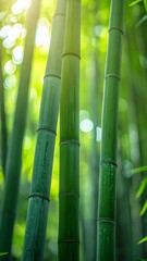 Fototapeta premium Bamboo Forest Sunlight Filtering Through Tall Green Stalks Creating Serene Atmosphere