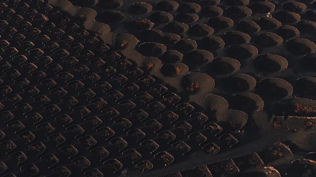 Aerial slow drone sweep over La Geria vineyards in Lanzarote, Canary Islands. Circular pits and stone semi circles in black lapilli shelter grapevines in warm low light.