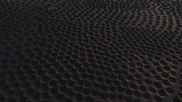 Aerial view shows volcanic planting pits in La Geria, Lanzarote, with grapevines in dense rows on black lapilli soil. Camera sweeps slowly in low angle light.