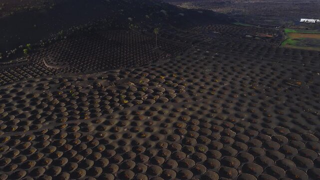 Aerial pan across circular vine pits of La Geria on Lanzarote, Canary Islands, with stone walls, black ash, lone palm, white farms, cones, and long daylight shadows.