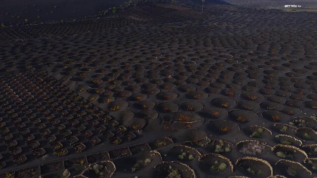 Aerial pans sweep over La Geria in Lanzarote, Canary Islands, showing circular stone pits with single vines in black ash, warm low light, and long shadows.
