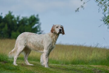 A beautiful English Setter stands in grass. Portrait of a English Setter 