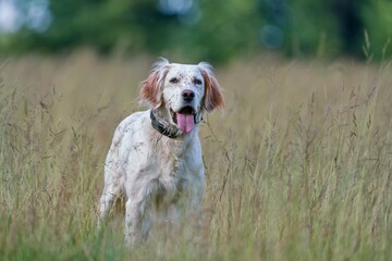 A beautiful English Setter stands in grass. Portrait of a English Setter 