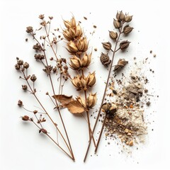 Arrangement of Dried Botanical Elements on Bright White Surface