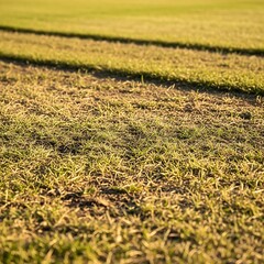 Freshly cut grass field with striped pattern