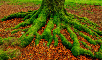 gr&uuml;n bemooste Wurzel eines alten Baumstammes
