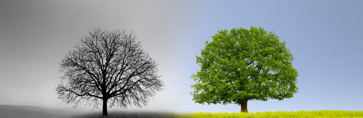 Verwitterte Holzveranda aus alten Holzdielen vor Nebelhintergund