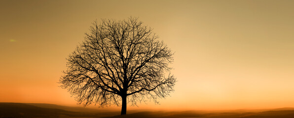 Ver&auml;nderter Baum im Klimawandel in einer Landschaft