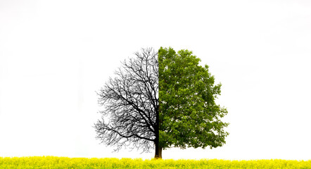 Ver&auml;nderter Baum im Klimawandel in einer Landschaft
