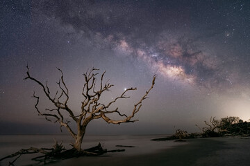 Driftwood Tree on the Beach Under the Milky Way