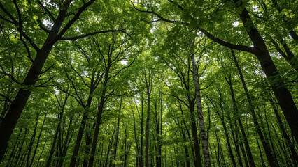 Obraz premium Dense forest with tall trees and vibrant green foliage