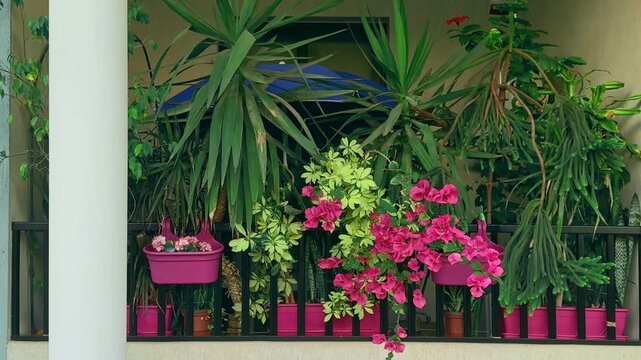 A lush balcony garden featuring vibrant pink bougainvillea, tall yucca palms, variegated schefflera, and a Norfolk Island pine in pink pots against a black metal railing.
