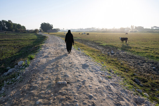 An Egyptian Muslim women walks through farmland, an alluvial floodplain being used for crops and livestock beside the River Nile in Upper Egypt.