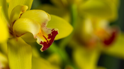 Close-up of Cymbidium orchid flowers with selective focus.