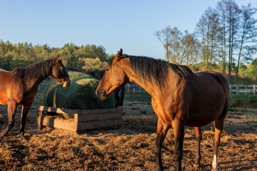 Two horses resting near a container with hay in a slow feeding net. Sunny autumn afternoon. A forest is visible in the background. A free-range stable with good care for the horses.