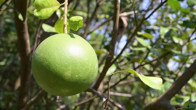 Fresh Pomelo Fruits Growing on Tree in Tropical Orchard Garden