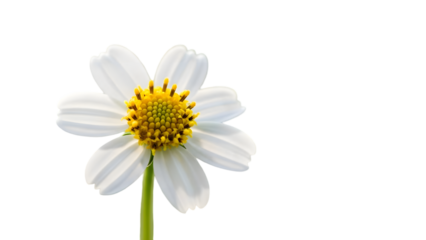 A white daisy flower isolated on transparent background with yellow center and green stem
