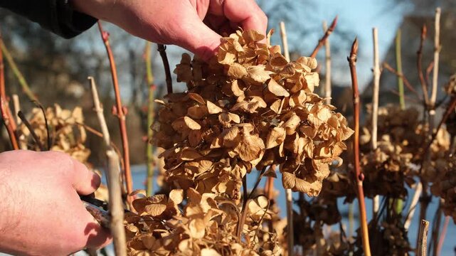 Removing dry hydrangea flowers from bushes. Cleaning hydrangea bushes. Person pruning a hydrangea shrub with a pair of garden shears. Garden seasonal maintenance.