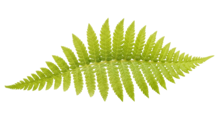 Fresh green fern frond isolated PNG on transparent background, vibrant botanical element for design projects and nature themes