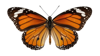 Fototapeta premium Monarch butterfly PNG isolated on transparent background, orange and black wings with white spots, beautiful insect for design projects