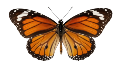 Monarch butterfly PNG isolated on transparent background, orange and black wings with white spots, beautiful insect for design projects