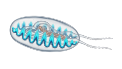 Myxozoan parasite isolated PNG on transparent background, microscopic aquatic animal with polar capsules and caudal processes for biology education