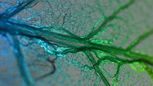 Microscopic view of blood vessels and capillaries in living tissue, showing intricate network and flow.