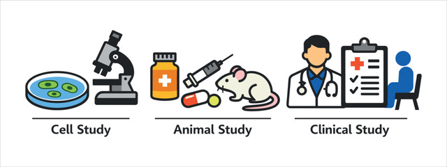Schematic illustration/infographic of the three stages of scientific research into medicines or medical interventions. Created in a simple, bright flat design with icons.