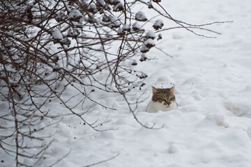  A street cat in the snow near a bush in winter.                              