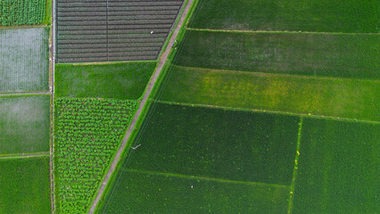 Aerial View of Vibrant Green Rice Fields and Vegetable Crops in Rural Malang
