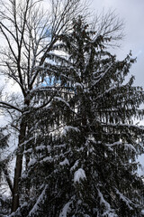 fir tree covered with snow during snow storm