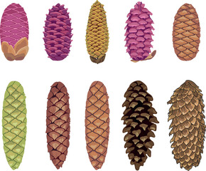 Set of various spruce cones on a white background
