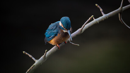 Common Kingfisher Perched on Branch