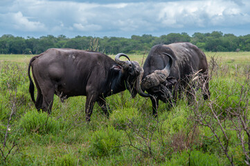 Fototapeta premium Two African Buffalo Locking Horns in Grassland